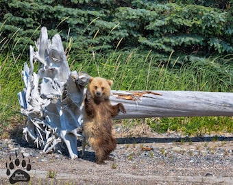 GRIZZLY BEAR leaning on log, Whimsical Animal Art, Bear Photography Print, Wildlife Photography, Rustic Decor, Robs Wildlife, Nursery Art