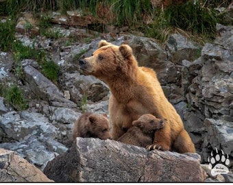 MOM & BEAR CUB Triplets, Bear Photography Print, Wildlife Photography, Baby Animal Wall Decor, Robs Wildlife, Nursery Art, Mother Baby Bond