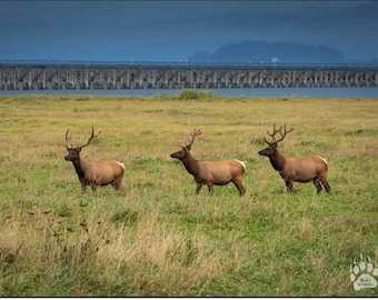 Roosevelt Elk, Elk Photography Print, Large Elk Prints, Elk Fine Art, Elk Wall Decor, Elk Home Decor, Hunting Theme Decor, Rob's Wildlife