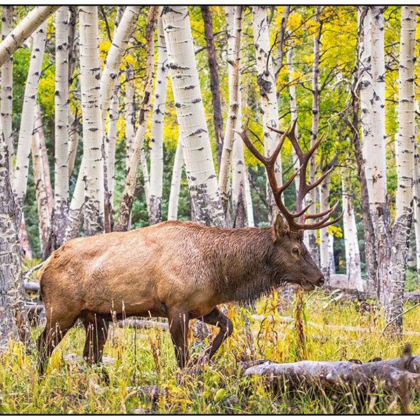 Elk in the Aspens, Bull Elk in Colorado, Rustic Decor, Elk Fine Art, Rustic Wall Art, Elk Photography, Antlers, Elk Rack, Rob's Wildlife