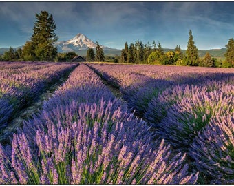 Purple Lavender Fields, Floral Fine Art, Purple Flower Wall Decor, Robs Wildlife, Landscape Photography Prints, Purple Landscape Art