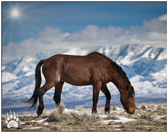 Wild Horse Stallion, Brown Mustang, Horse Photography, Rob's Wildlife, Horse Wall Art, Western Art, Wild West, Rustic Wall Decor, Cloudy Sky