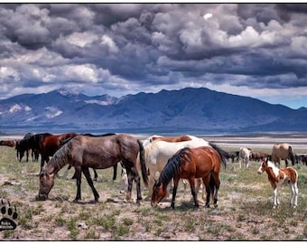 Wild Horses Photography Print, Wild Horse Photography, Robs Wildlife, Western Art, Horse Wall Art, Horse Prints, Horse Decor, Herd of Horses