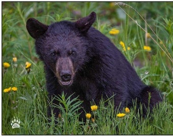 Black Bear with yellow wild flowers, Black Bear Photography Print, Bear Art, Bear Decor, Bear Photography, Bear Photos, Rob's Wildlife