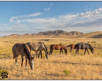 Grazing Wild Mustangs, Wild Horses, Horse Photography, Rob's Wildlife, Horse Lovers Gifts, Horse Wall Art Home Decor, Equestrian Photography