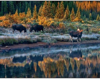 BULL MOOSE REFLECTION, Large Bull Moose Prints, Moose Fine Art, Moose Decor, Water Reflection, Fall Colors Landscape Art, Rob's Wildlife