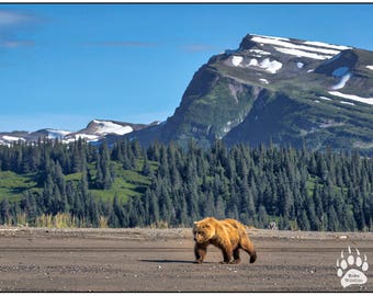 Grizzly Bear on Beach, Bear Photography Print, Alaska, Mountains, Bear Fine Art, Rob's Wildlife, Woodlands Animals, Coastal Grizzly Bear