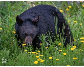 Black Bear in spring flowers, Bear Photography Print, Bear Art, Bear Wall Decor, Bear Photography, Bear Print, Bear Photos, Rob's Wildlife