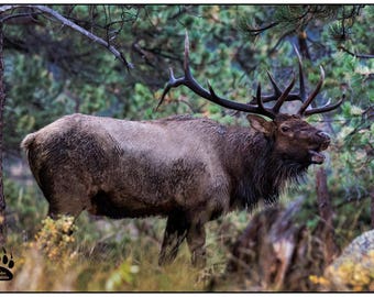 Bugling Elk, Colorado Bull Elk, Rustic Decor, Elk Rut Season, Elk Art, Rustic Wall Art, Elk Photography, Antlers, Elk Rack, Robs Wildlife
