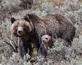 Mama Grizzly Bear with cub, Wildlife Photography, Fine Art, Nature Photography, Animal Photography, Rob's Wildlife, Epic Wildlife Adventures