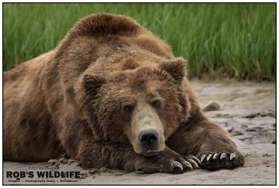 Tired Coastal Brown Bear Grizzly Bear Photography Print Robs Etsy