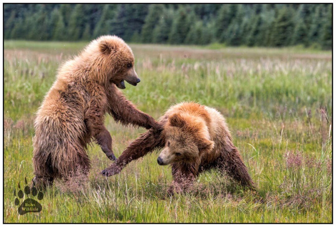 Turkish Brown Bear Cub Gets High on Mad Honey, Nature and Wildlife