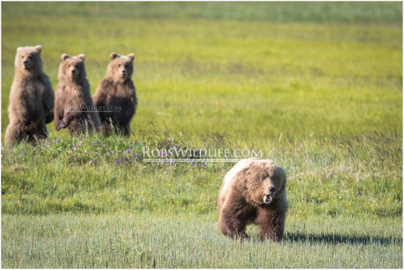 PROTECTIVE MAMA BEAR With Cub Triplets Mama With Baby Bears Etsy