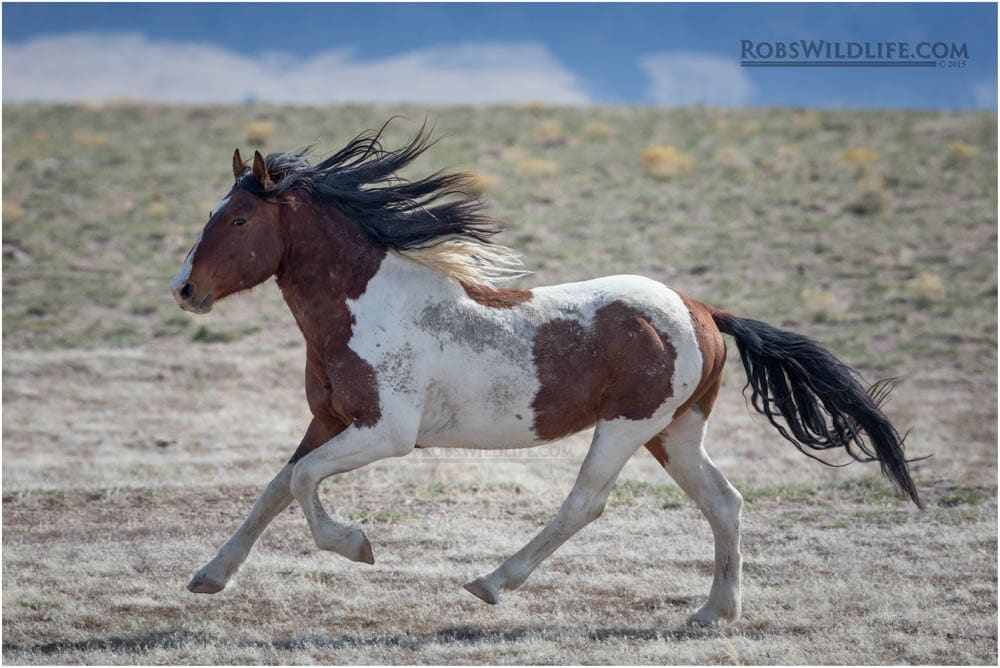 Galloping Wild Paint Horse, Brown and White Horse Print, Wild Horse Photography Print, Rob's