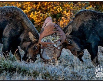 Moose Fight, Bull Moose Photography Print, Moose Fine Art, Large Moose Wall Art, Moose Home Decor, Hunting Theme Decor, Rob's Wildlife