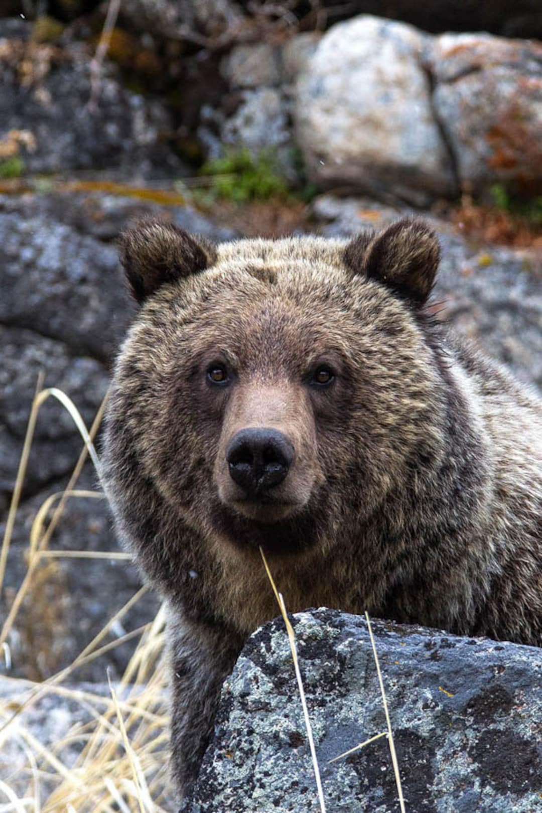 Grizzly Bear Portrait, Wildlife Photography, Bear Fine Art, Bear Wall
