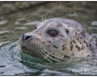 Seal Swimming in Alaskan Water, Marine Wildlife Prints, Seal Closeup, Robs Wildlife, Marine Photography, Cute Baby Animals, Nautical Art