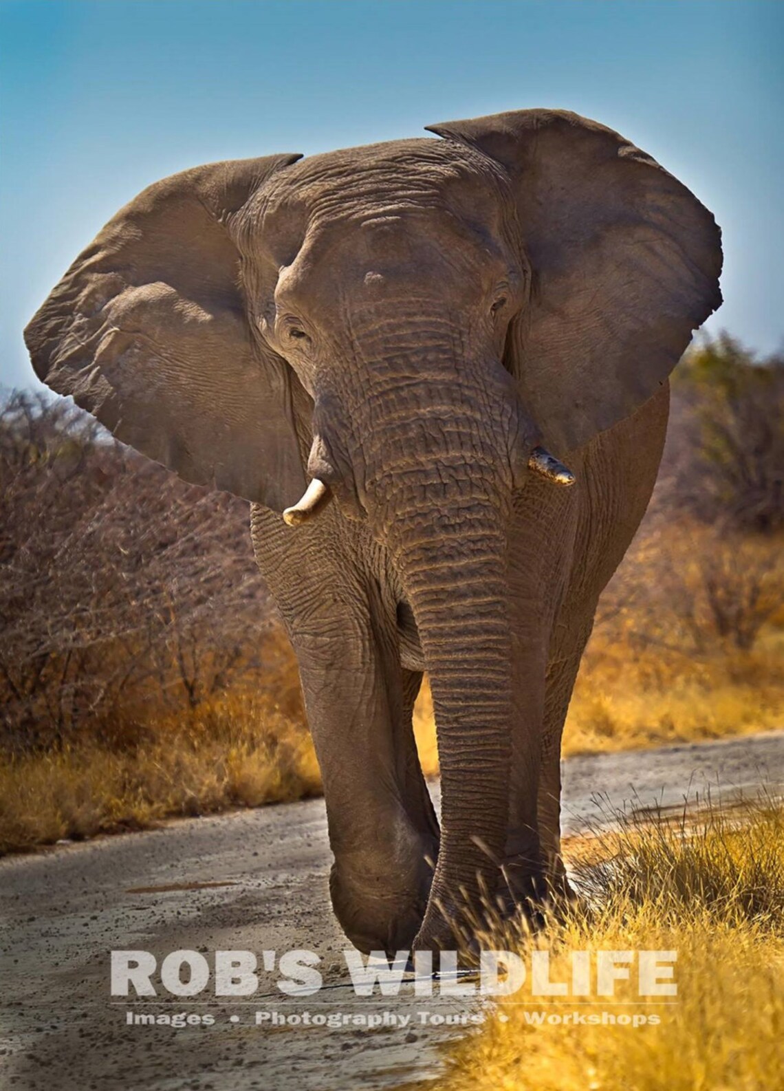 African Elephant Photography Print, Elephant Photography, Elephant Wall ...