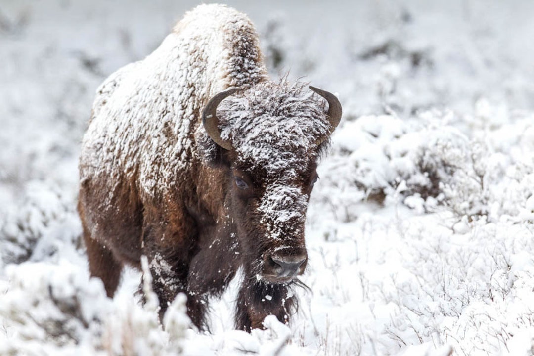 Snow Covered Bison, Buffalo Photography Print, Buffalo Art, Rob's Wildlife,  Buffalo in Snow, Mammal, Brown and White, Buffalo, Bison Art 