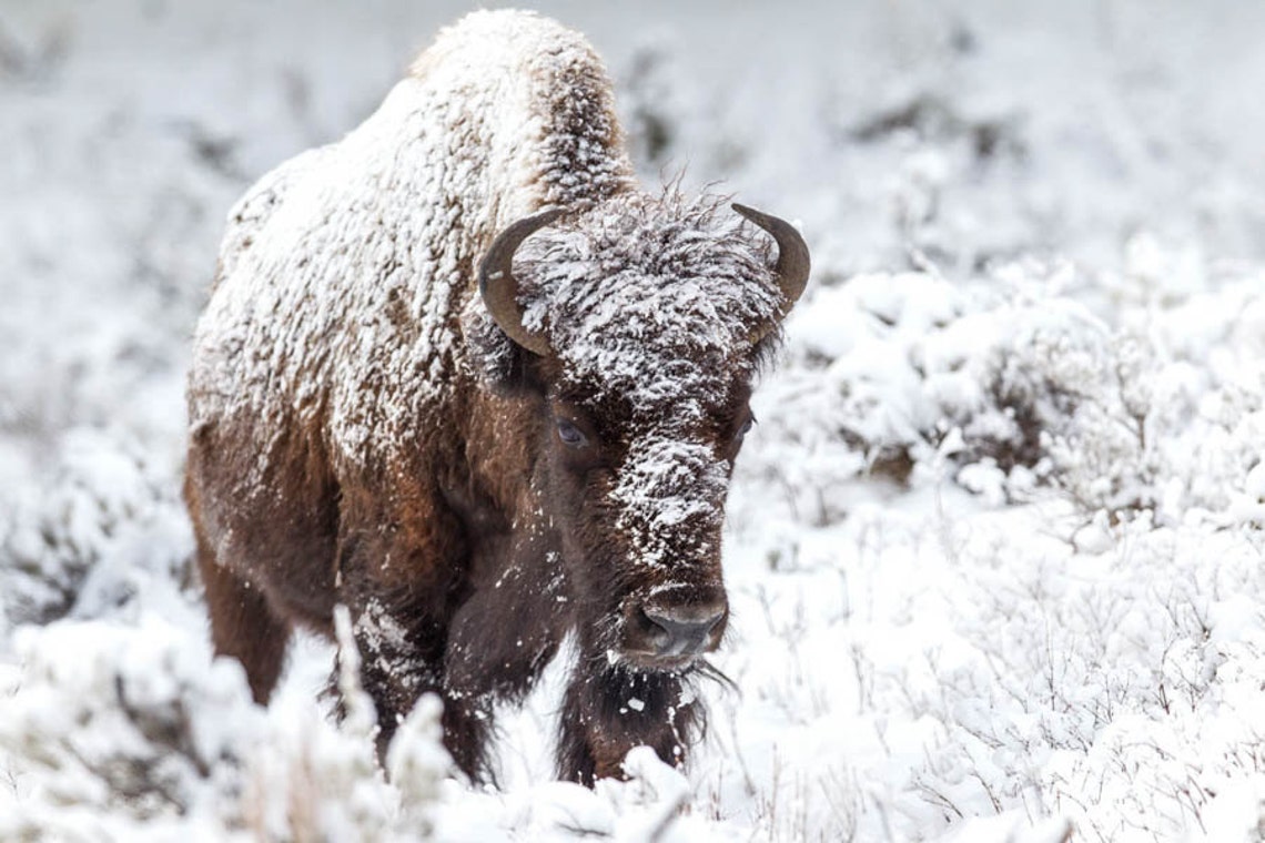 Snow Covered Bison, Buffalo Photography Print, Buffalo Art, Rob's