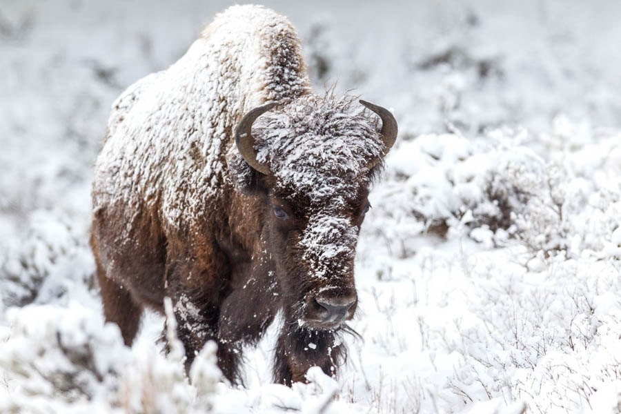 Snow Covered Bison, Buffalo Photography Print, Buffalo Art, Rob’s