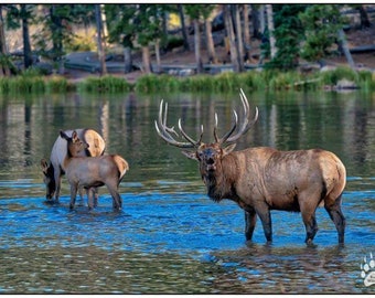 Bugling Elk in water, Bull Elk, Elk Family, Elk Rut Season, Elk Art, Rustic Wall Art, Elk Photography, Antlers, Elk Rack, Robs Wildlife