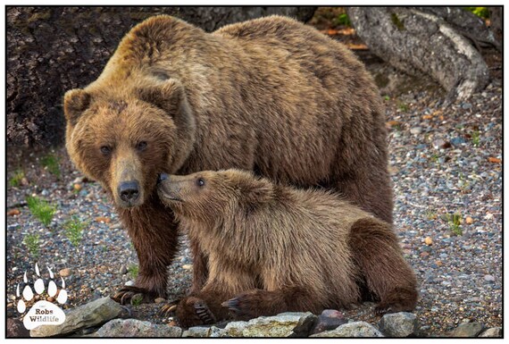 Turkish Brown Bear Cub Gets High on Mad Honey, Nature and Wildlife