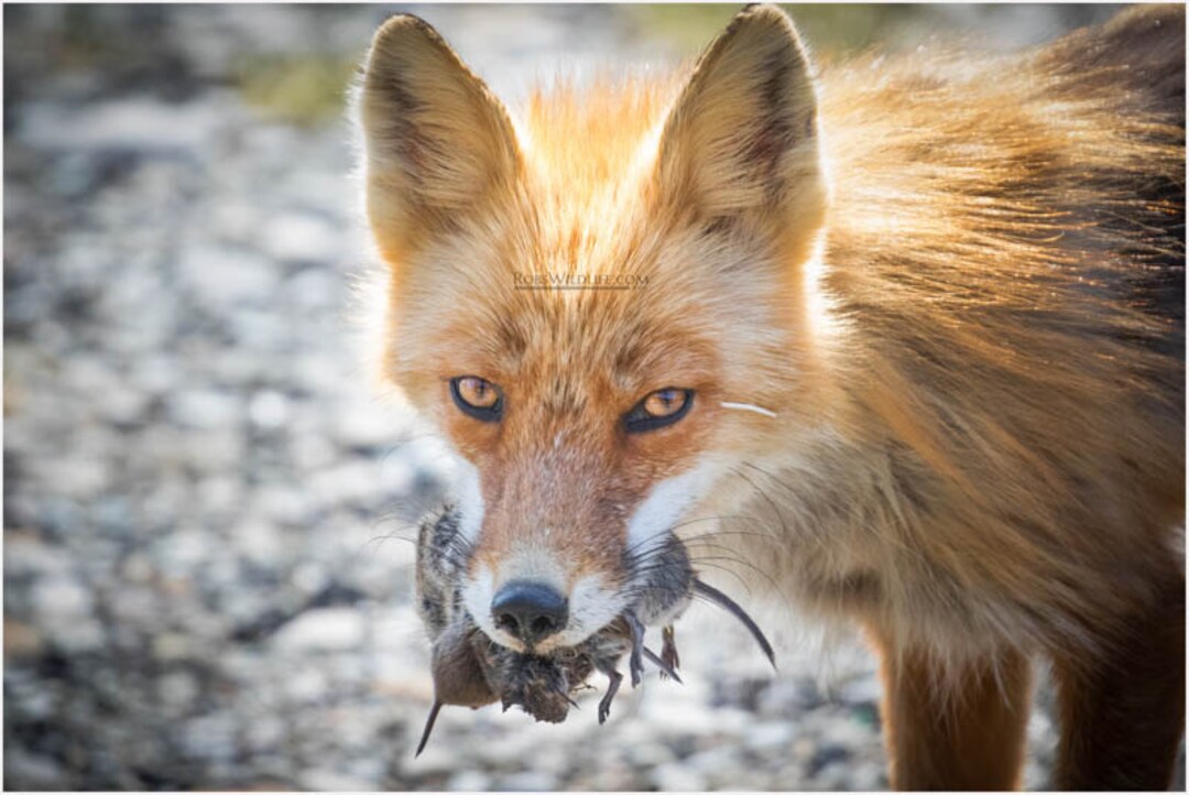 Red Fox Eating Vole, Fox Photography Print, Nature Images, Fox Wall Art