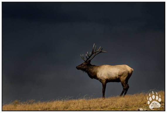 Big Bull Elk Antler Mountain Wildlife Animal Picture Wall Decor Art Print 16x20