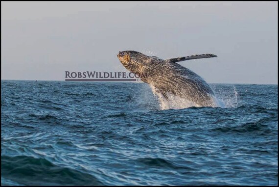 11x14 Photograph of a Humpback whale breaching
