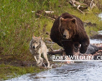 Grizzly Bear Chasing Gray Wolf, Bear Photography, Wolf Photography, Wildilfe Photography, Bear Fine Art, Bear Wall Decor, Rob's Wildlife