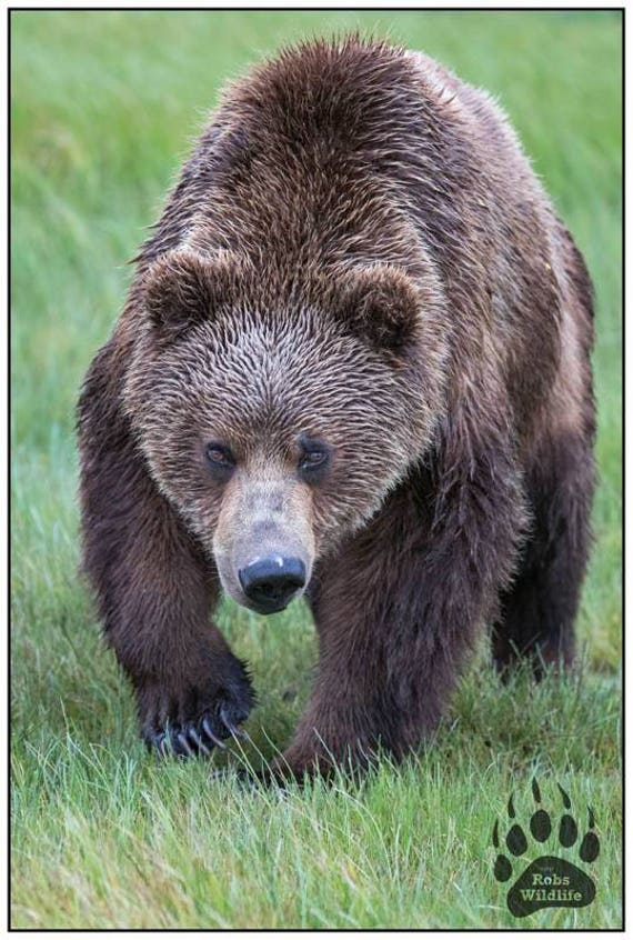 Coastal Brown Bear Grizzly Bear Photography Print Robs Etsy