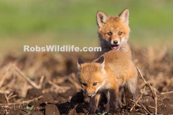 CUTE BABY FOX pups prints Fox Photography Print Fox Home Decor Fox Cub Art Pup Fox Photo Nursery Decor Woodlands Animal Robs Wildlife