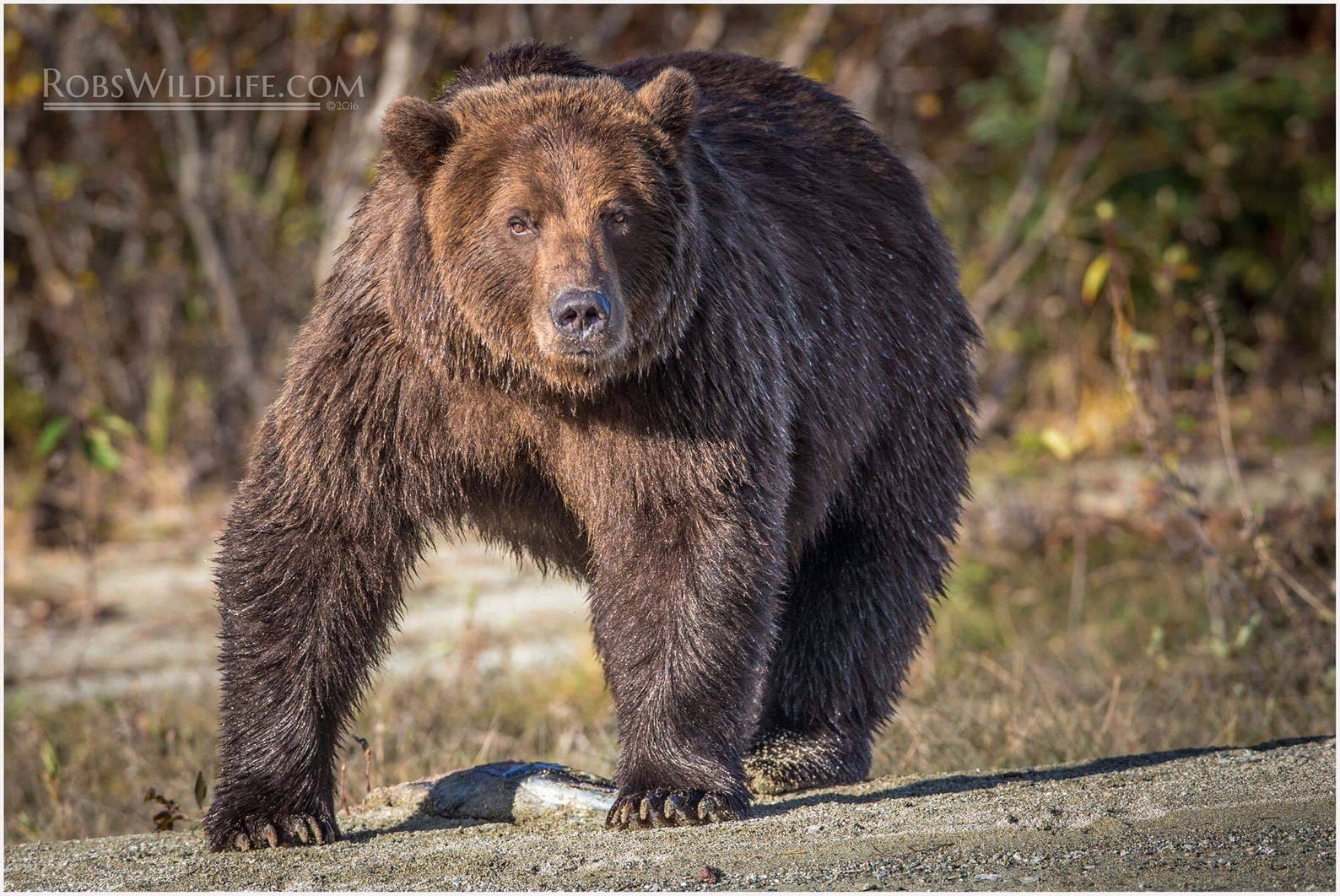 Bossy bear