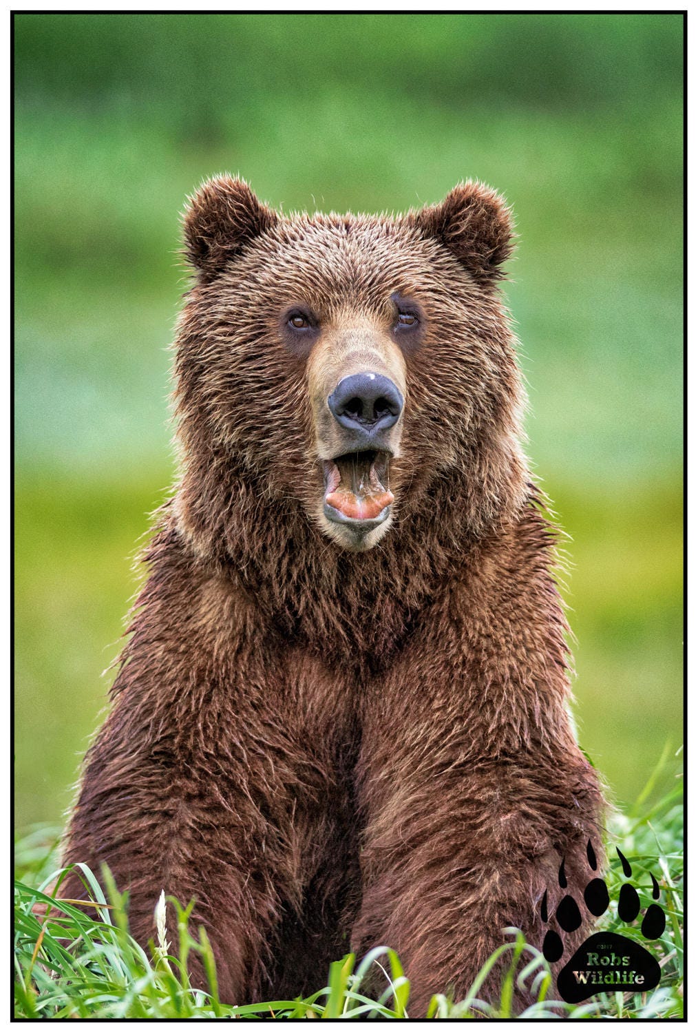 Nature BROWN GRIZZLY BEAR Glossy 8x10 Photo Animal Print Wall Art Poster 