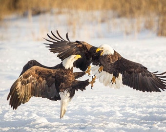 American Bald Eagles Print Eagle Photography Bald Eagle Fine - Etsy