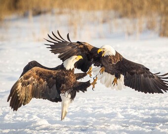 American Bald Eagles Print Eagle Photography Bald Eagle Fine - Etsy