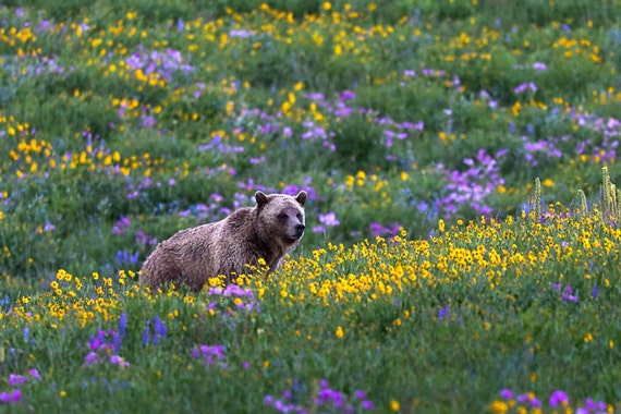 bear in flowers