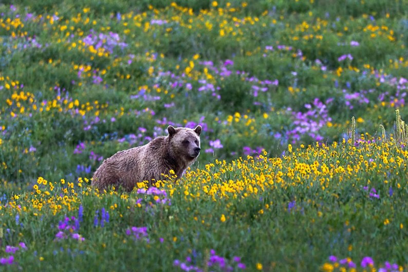 Grizzly Bear in Spring Flowers Bear Photography Print Bear Etsy