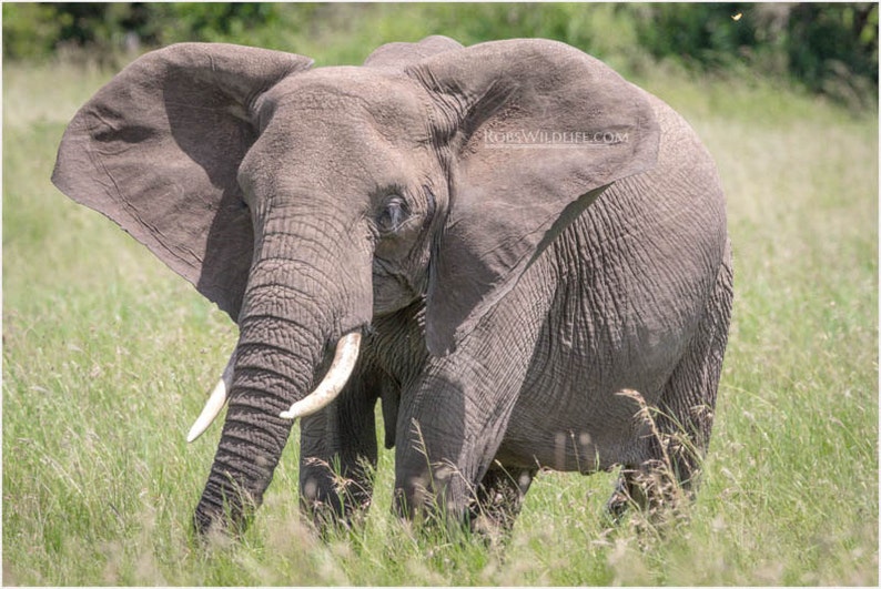 Baby African Elephant Ears & Lashes Elephant Photo Prints | Etsy