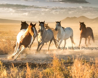 Galloping Horses, Wild Horses, Horse Photography, Rob's Wildlife, Horse Lovers Gifts, Horse Wall Art Home Decor, Equestrian Photography