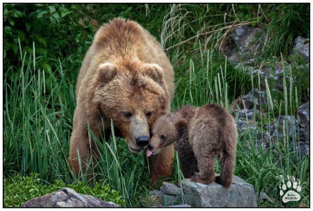 ALASKA BABY BEAR Kisses Mama Bear and Baby Bear Cute Baby Bear Cub Photos  Bear Wall Art Mama Bear Mama and Baby Nursery Wall Art 