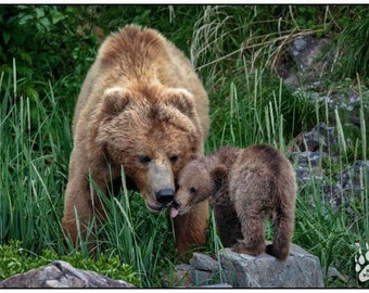 ALASKA BABY BEAR kisses - Mama Bear and Baby Bear - Cute Baby Bear Cub Photos - Bear Wall Art - Mama Bear - Mama and Baby - Nursery Wall Art