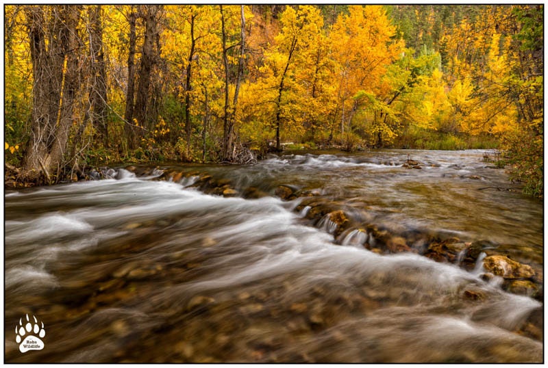 Fall Colors in Spearfish Canyon Nature Photography River Etsy