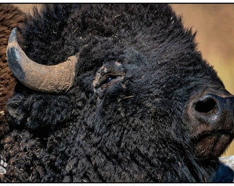 Bison With an Itch, Buffalo Closeup, Buffalo Photography Art, Bison Wall Decor, Rob's Wildlife, Gifts under 30, Horns, Buffalo Wall Art