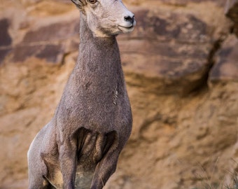 Ewe Portrait, Wildlife Photography, Fine Art, Wall Decor, Nature Photography, Animal Photography, Rob's Wildlife, Epic Wildllife Adventures