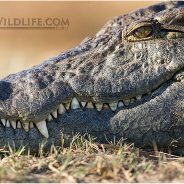 Smiling Crocodile, African Crocodile, Crocodile Fine Art, Crocodile Alligator Wall Decor, Rob's Wildlife, Alligator Prints, Crocodile Teeth
