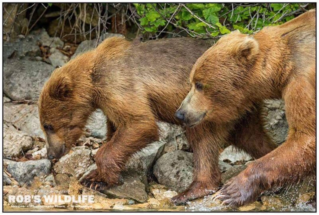 Turkish Brown Bear Cub Gets High on Mad Honey, Nature and Wildlife