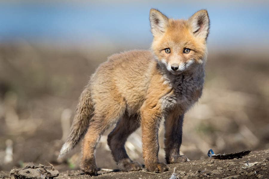 Young Fox Nature & Wildlife photography print