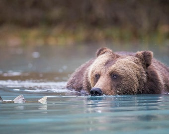 Brown Bear Eyeing Salmon, Bear Photography Print, Bear Fine Art, Bear Wall Decor, Bear Home Decor, Large Bear Print, Rob's Wildlife